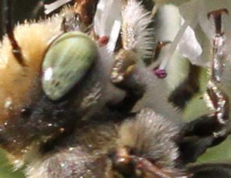 Megachile sp.